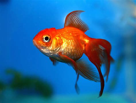 Goldfish Betfair